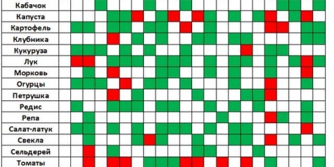 Šta posaditi u stakleniku sa paradajzom